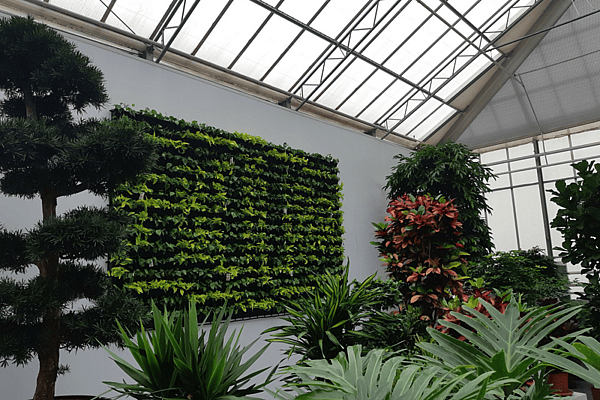 Plantevægs-showroom, fachjan, Holland