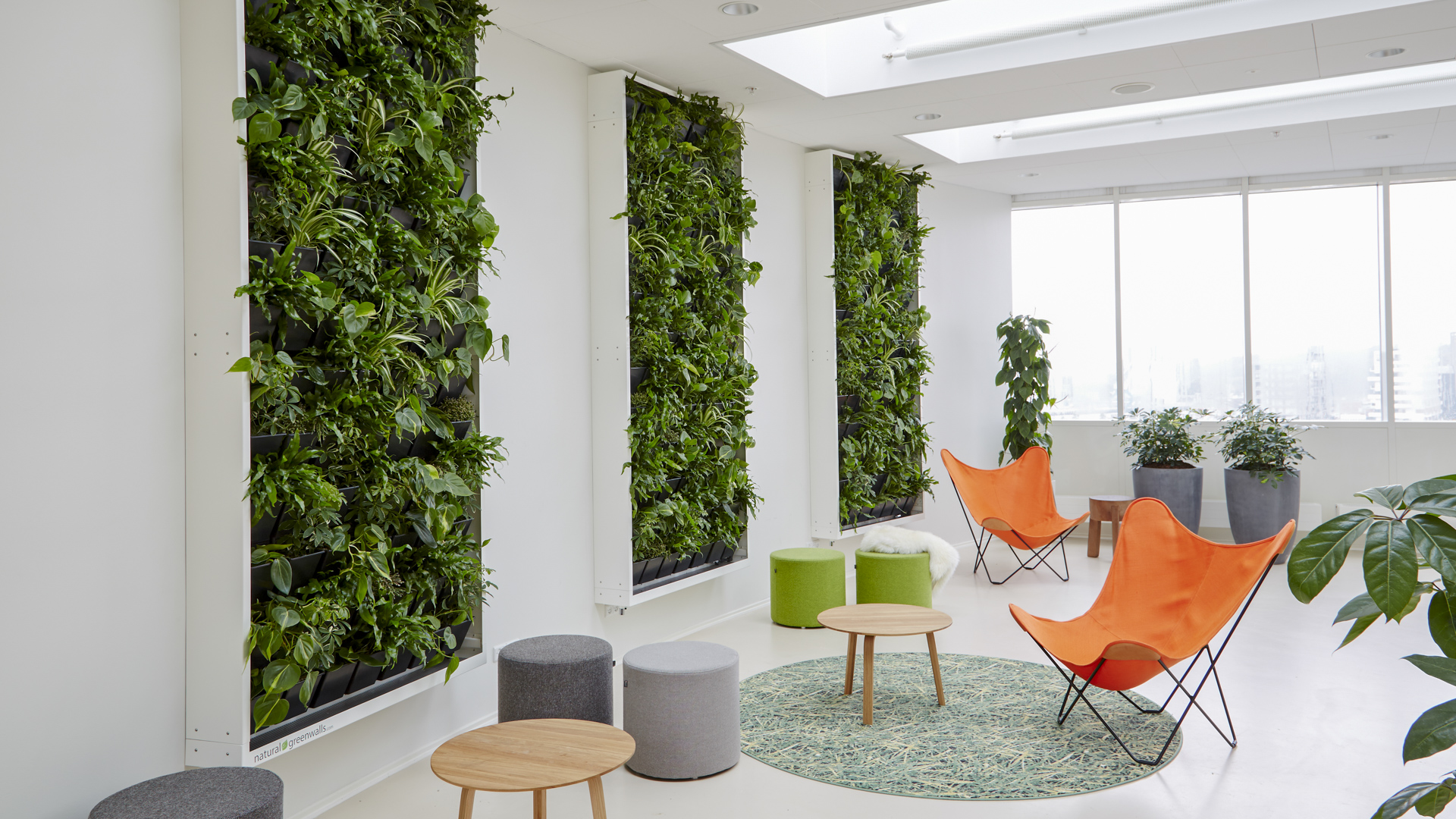 Living green walls from Natural Greenwalls for offices and professionals